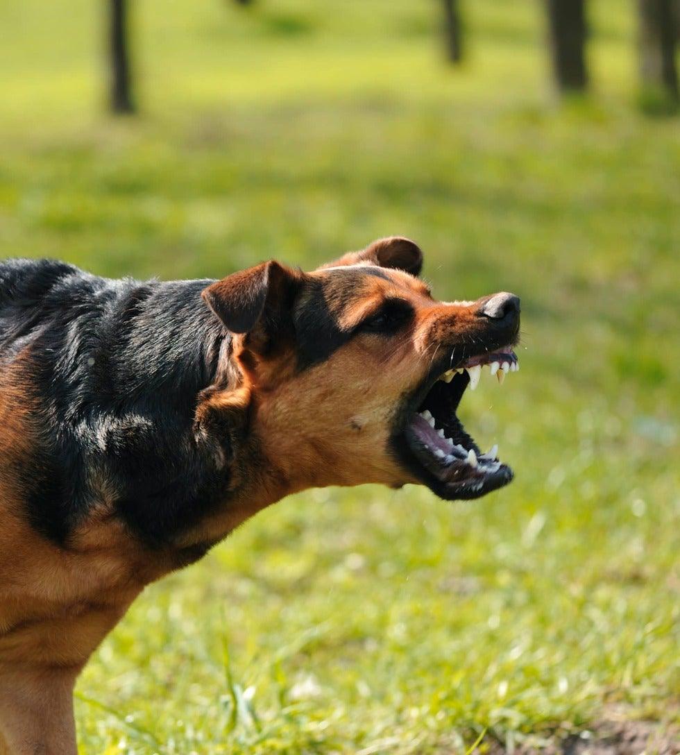 angry dog with bared teeth
