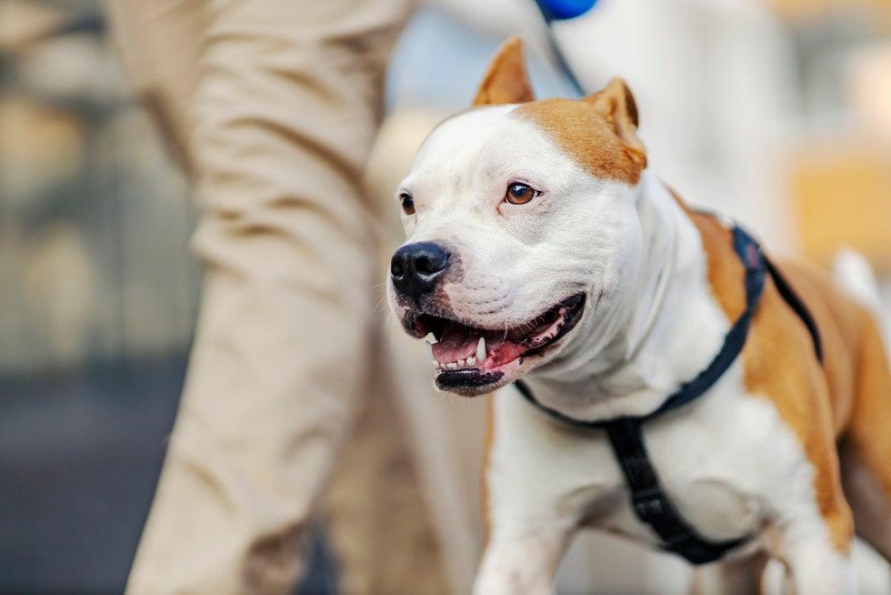 What Compensation Can I Receive After a Dog Attack?