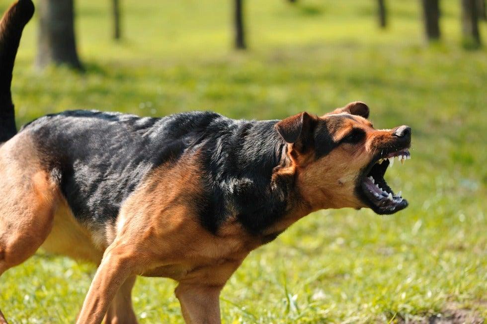 What Are the Most Dangerous Dog Breeds?