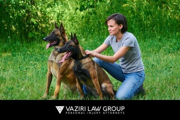 Factors infleuncing dog attacks