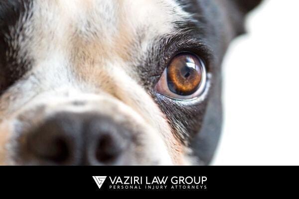 Preventing Future Dog Bites