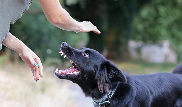 Can I File a Dog Bite Lawsuit in California?