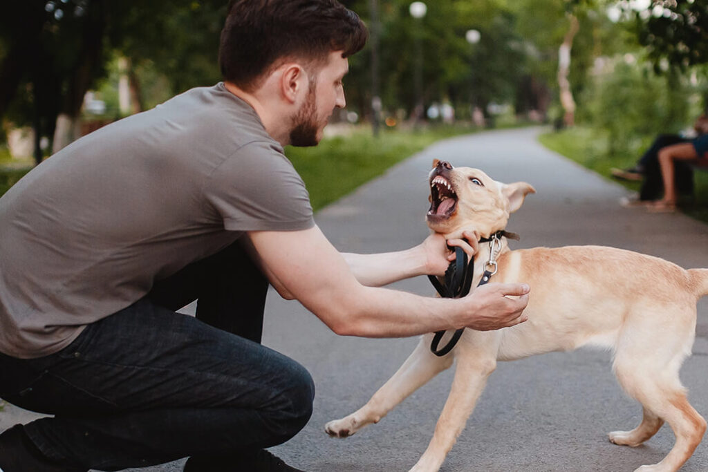How Much Can I Sue for a Dog Bite?
